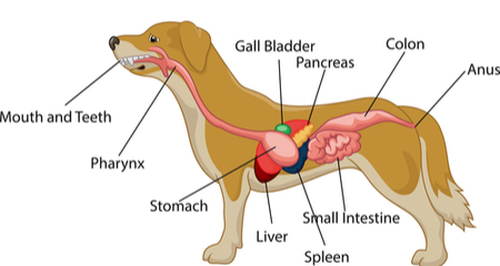 anatomie chien