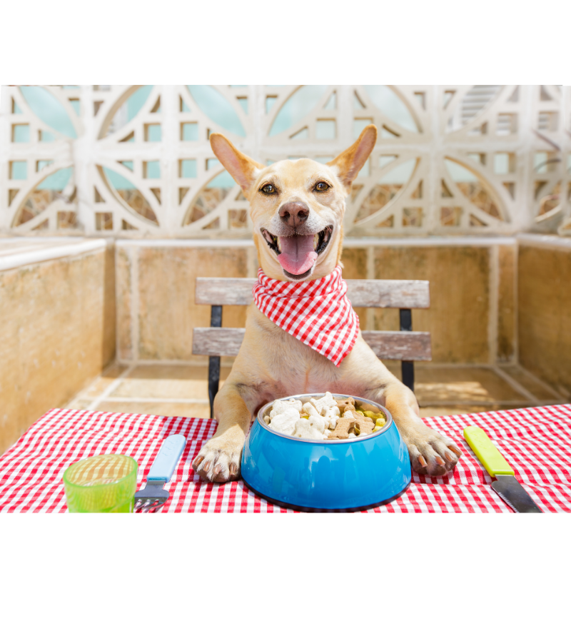 dog at table. Pets ANd Bowls