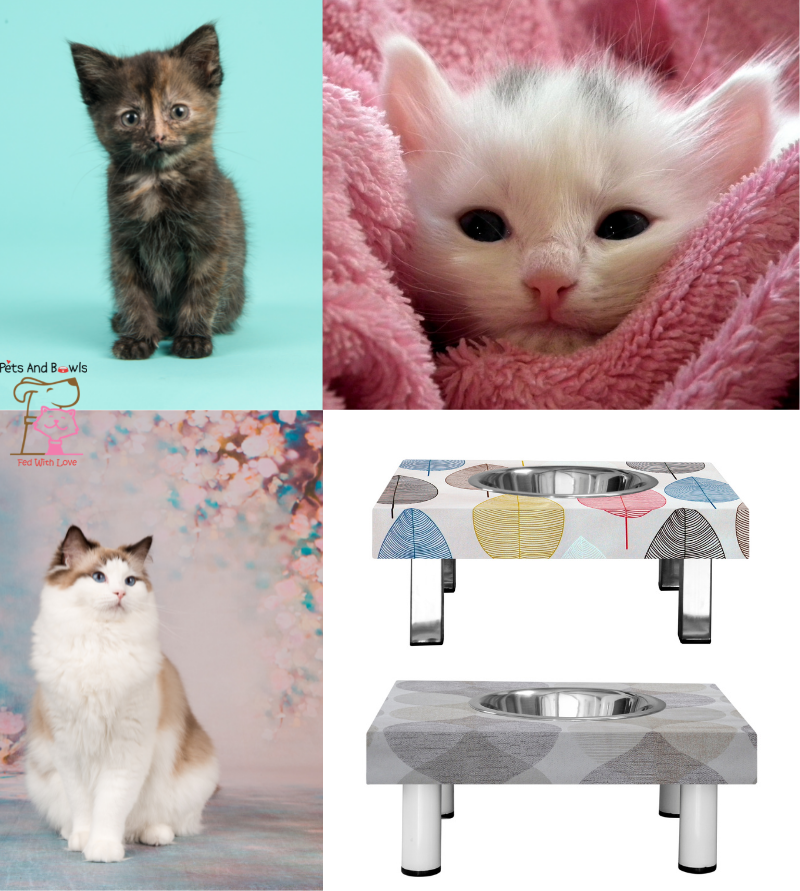 Pets And Bowls - Framboise- Cats and small dogs