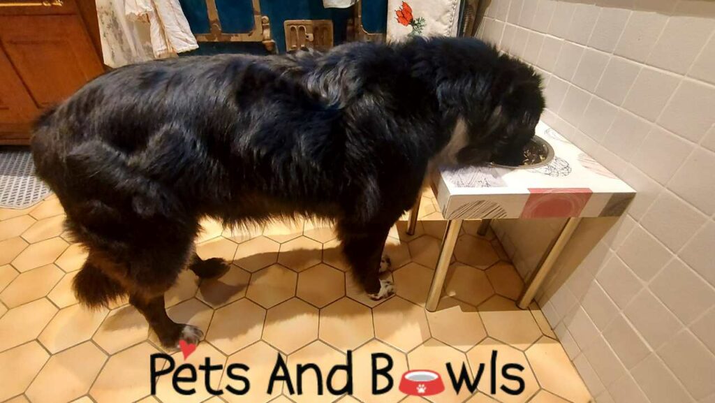 Helly mangeant dans le support de gamelle pour grand chien LOLLY- Pets and bowls
