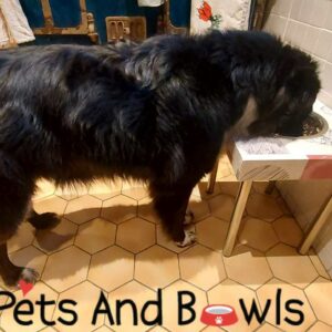 Helly mangeant dans le support de gamelle pour grand chien LOLLY- Pets and bowls