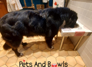 Border Collie mange dans gamelles sur pieds pour grand chiens- Pets and bowls