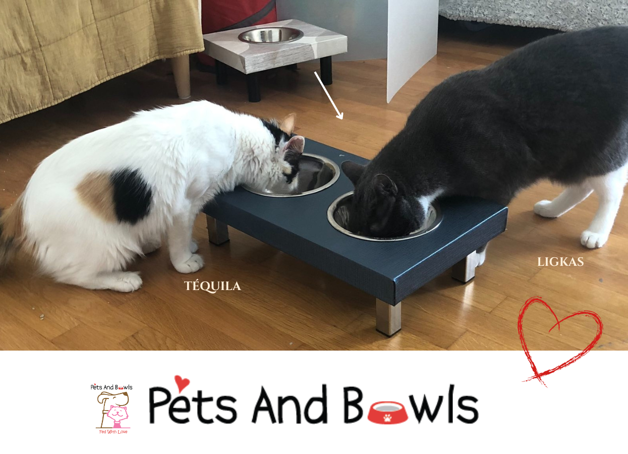Chats de Pets and bowls
